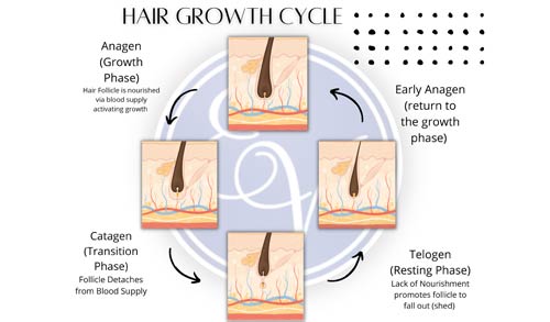 What is the Hair Growth Cycle Near Me in Southampton, PA, and Langhorne, PA